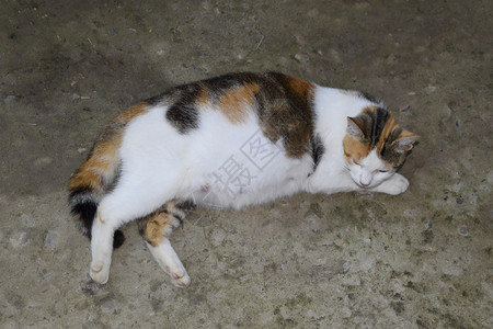 肚子大的卡利科猫躺在混凝土上图片