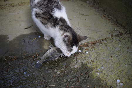 猫吃活鱼捕鱼用鱼喂猫猫吃活鱼捕鱼用鱼喂猫图片