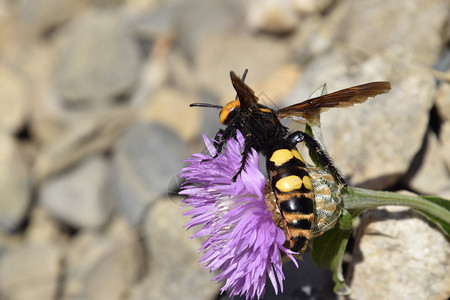 黄斑巨头蚴猛犸黄蜂黄斑巨头蚴猛犸黄蜂花上的大黄蜂图片