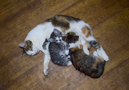 卡利科猫喂小奶母乳养幼猫奶母乳图片