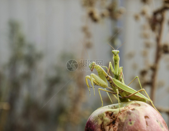 红色背景上的螳螂交配螳螂螳螂昆虫捕食者红色背景上的螳螂交配螳螂螳螂食虫动物图片