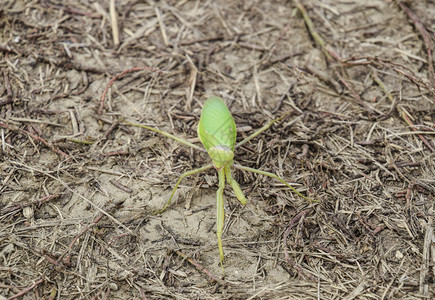 螳螂在地上螳螂在看摄像机螳螂是昆虫的掠食者螳螂在地上螳螂在看摄像机螳螂是昆虫的掠食者图片