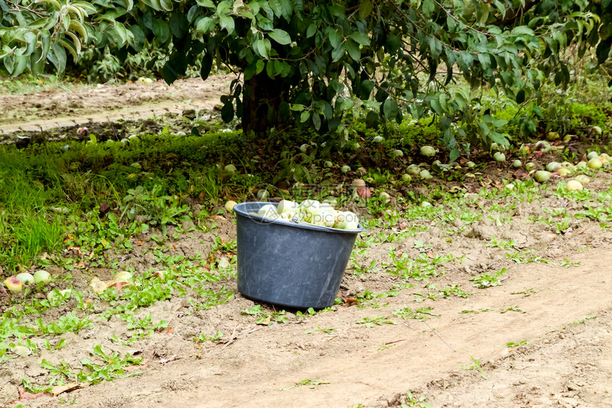 苹果园一排排的树和树下地面的果实苹果园一排排的树和树下地面的果实图片