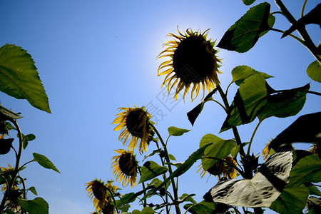 从下面俯瞰盛开的向日葵向日葵田从下面俯瞰盛开的向日葵向日葵田图片
