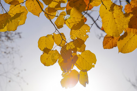 黄色叶子对天空和后光黄色叶子对天空和后光的黄色叶子对面的秋子对天空和后光的黄色叶子对面的对天空和后光的黄色叶子图片