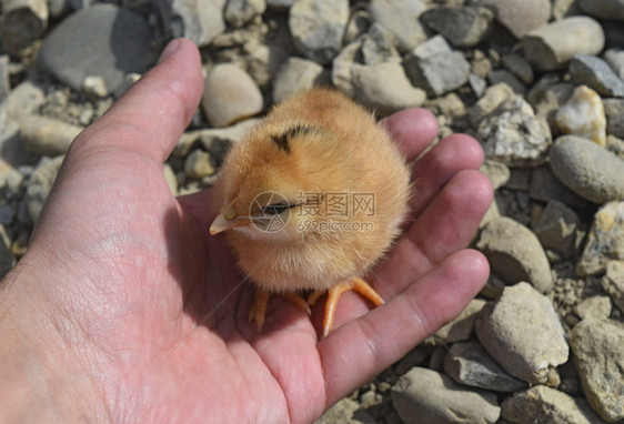 鸡在棕榈地养母鸡图片