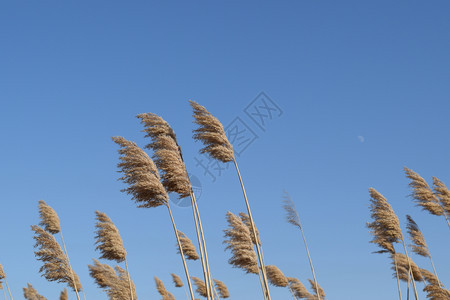 搅干芦苇干芦苇丛生搅干芦苇干芦苇丛生图片