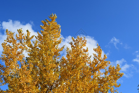 收集美丽多彩的秋叶收集美丽多彩的秋叶绿色黄色橙色和红色图片