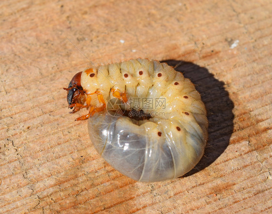 五月甲虫的幼木板上白甲虫幼图片