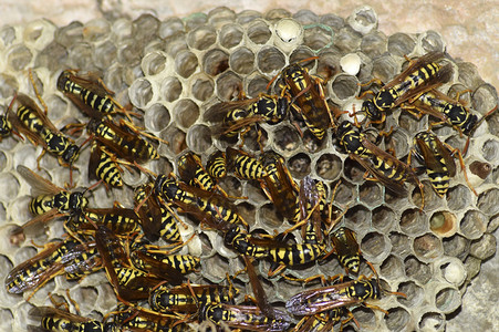 有黄蜂坐在上面的黄蜂窝有黄蜂坐在上面的黄蜂窝黄蜂抛光剂特写镜头拍摄的黄蜂家族的巢穴图片