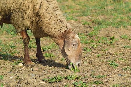 牧场上的羊牧场上的羊在村庄附近的春田放牧不同品种的绵羊图片