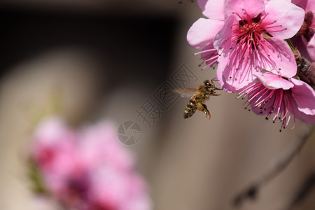 白梨花是蜜蜂的来源果树的花粉蜜蜂桃图片