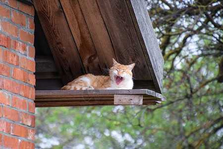 成年红猫白黄红图片