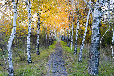 小巷走道上的树叶背景图片