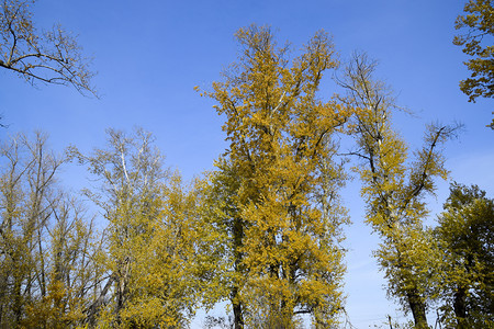 秋天的树叶落下秋天的树叶落下自然的秋天树叶落下图片