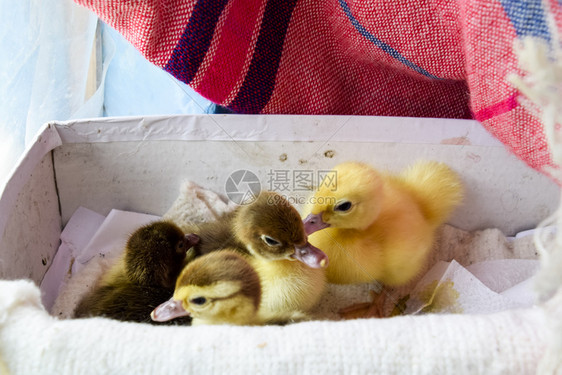 麝香鸭的雏鸭一只麝香鸭的雏鸭在棚子里地板上放着干草还有一个过夜的盒子麝香鸭的雏鸭图片