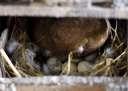 鸟巢上的鸭子猪巢上的鸭子猪巢中的鸭子繁殖图片