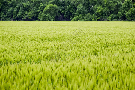 野外是大麦农村地貌绿色不成熟的大麦图片