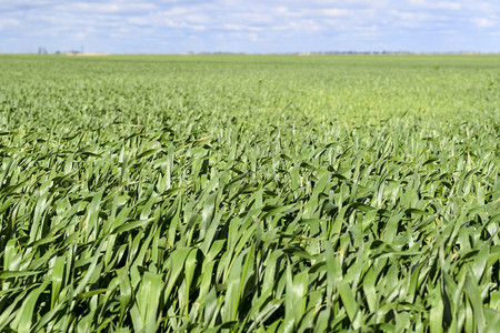 青绿大麦田冬季谷物作绿春田的背景图片
