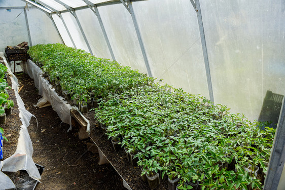 番茄苗在温室里种植番茄苗在温室里种植苗在温室里种植蔬菜图片