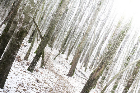 冬季风雪树林茂密的森林图片