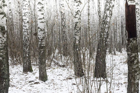 冬季风雪树林茂密的森林图片