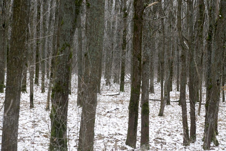 冬季风雪树林茂密的森林图片