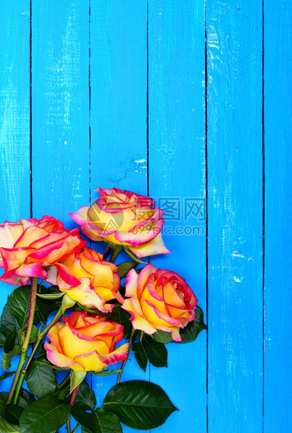 蓝色木背景的黄玫瑰花束顶部空间图片