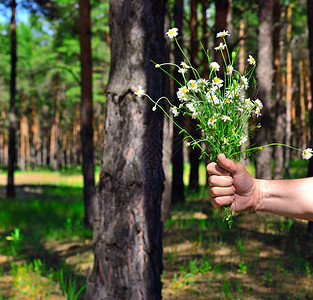 以森林背景为的男手中白色甘菊花束图片