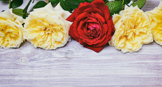 一束黄色玫瑰花红在白木背景的上图片