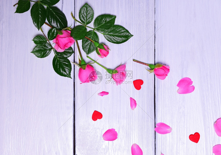 粉红色玫瑰花团瓣在白木背景上粉红玫瑰团花瓣图片