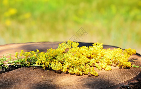 青黄开花的野躺在树桩上加利姆花粉图片