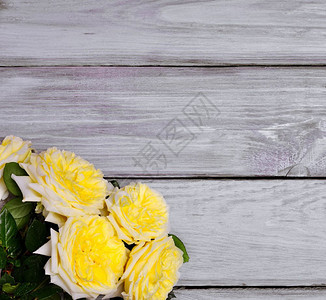 白色木背景上的黄玫瑰包图片