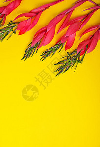 黄色背景的Billbergia粉红色花朵图片