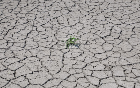 绿草丛生长在断裂的大地中间从干旱夏日图片