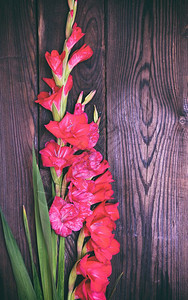 棕色木背景的红斗迪欧卢斯花束图片