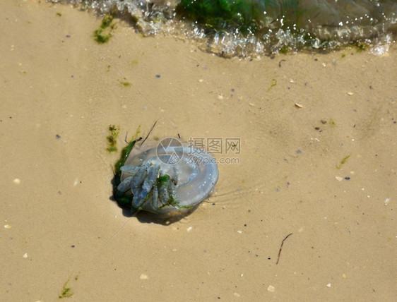 在沙滩上暴风雨后被海浪喷发的死水母图片