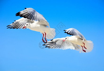 两个白海鸥在天空中高飞阳光明媚的日图片