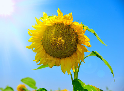 夏日阳光照耀的下向着蓝天的日葵开花图片