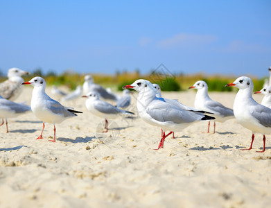 白海鸥在夏日沿着沙海滨行走图片