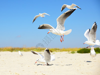 夏日海滩上的白鸥图片