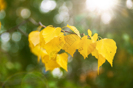 秋天阳光明媚树枝上有黄叶图片