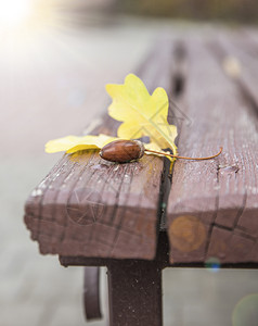 秋天橡树黄叶和长凳上橡子图片