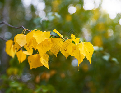 秋天下午在太阳的光照下黄叶树枝的和黄叶图片