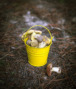 黄桶里的野生蘑菇图片
