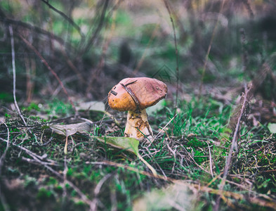 食用蘑菇Suillus在森林的清扫图片