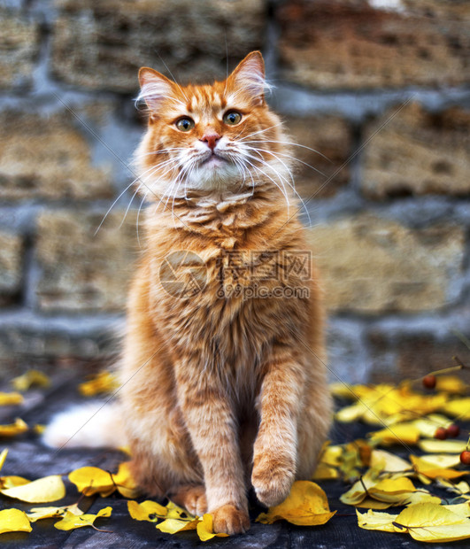 坐在黄色树叶中间的红猫关门