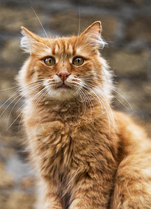 一只大红猫看着摄像机的肖图片