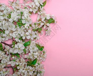 粉红色背景白樱桃树枝色右边空粉红色背景图片