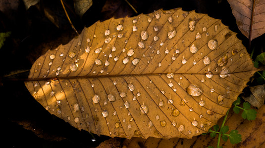 枯叶上的水滴图片